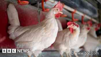 Poultry to be culled after bird flu discovered