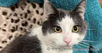 Cat found with untreated broken leg in Cambridgeshire town