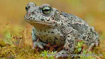 Aufruf an Heiratswillige, unerwartete Anrufe und Freude über seltene Kröte