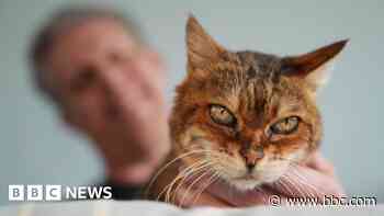Owner's joy as cat returns after 16-year absence