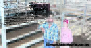 2023-drop Narralda Shorthorn grassfed bulls and 18 heifers were in demand