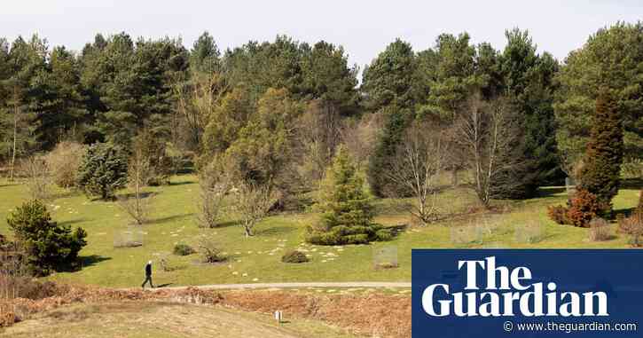 ‘A tree zoo’: endangered conifers a living legacy of Kent pinetum’s centenary