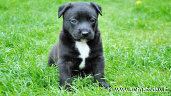 Otite nei cani: sintomi, cause e prevenzione