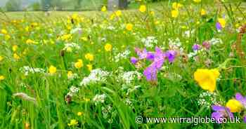 15 new wildflower meadows to be created across Wirral