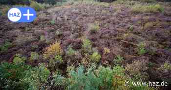 Region Hannover: 34 Millionen Euro für Rettung von drei Mooren