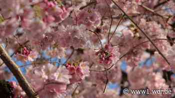 Kirschblüte 2025 in NRW: Hier blühen die Bäume schon