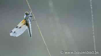 Tentoonstelling natuurfotografie in Abdij van Bornem: “Net zoals monniken leven BVNF-fotografen met eerbied voor omgeving”