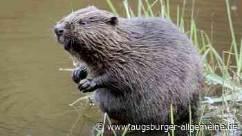 Polizei rettet zwei „uneinsichtige“ Biber von der A10 in Ulm