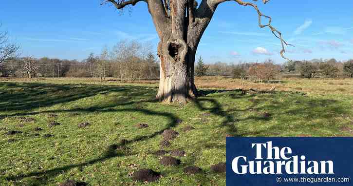 Country diary: This month has belonged to the moles | Oliver Southall