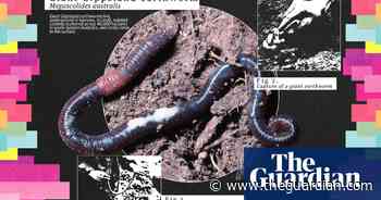 Magnificent, rare worm with its own campaign song: the giant Gippsland earthworm