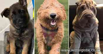 National Puppy Day 2025: 25 photos of your four-legged friends