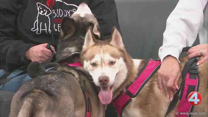 Cinnamon and Luna are full of energy and looking for their forever homes