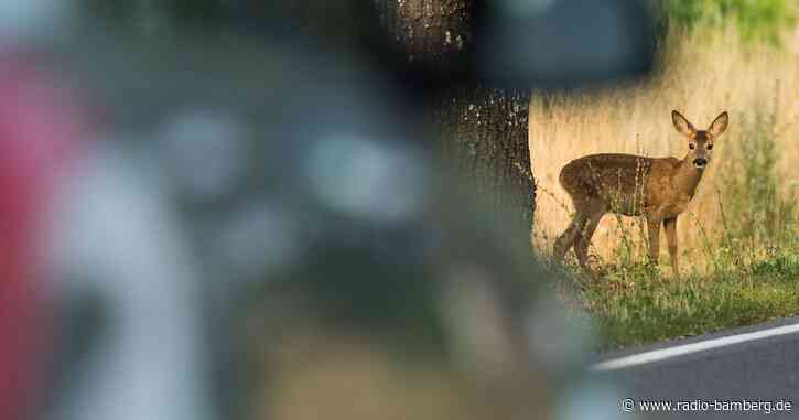 Zeitumstellung: Polizei warnt vor Wildunfällen