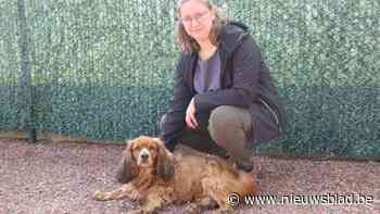 Brandweer bevrijdt hondje Laika uit 2,5 meter diepe beerput in Kinrooi