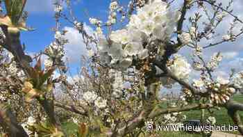 Allereerste kersenbloesems van Haspengouw gespot: “Maar enkele zonnige dagen nodig voor grote bloesempracht”