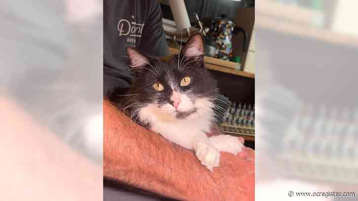 Tuxedo cat Vito needs a calm, peaceful home