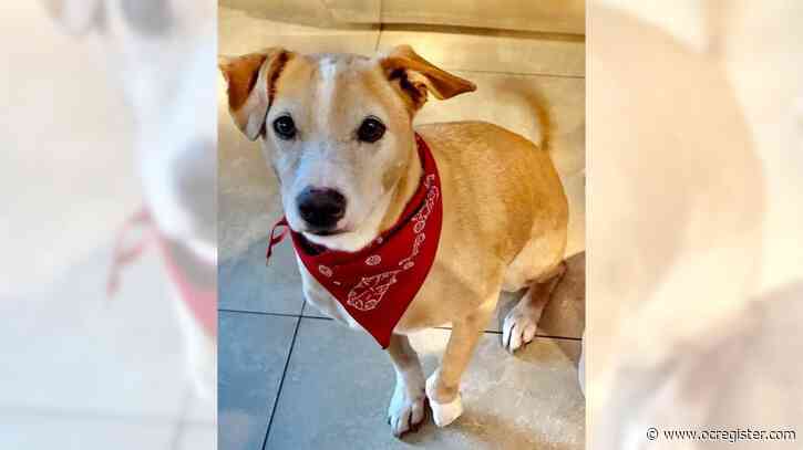 Jack Russell mix Hendrix is a true Lovebug