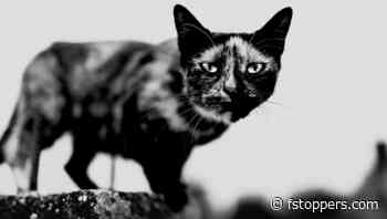 The Hidden Advantages of More Megapixels