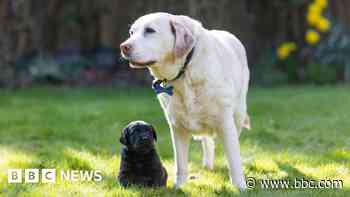 Guide dog family set for 'special' Mother's Day