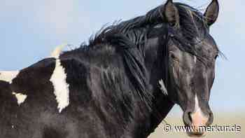 Vom Wildpferd zum treuen Begleiter: Der Mustang