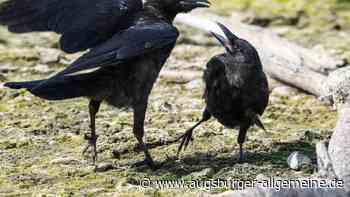 Zu viele Krähen in Ulmer Innenstadt: Stadträte fordern zum Handeln auf