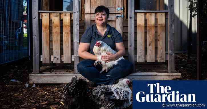 Australians turn to back yard chickens to beat the rising price of eggs