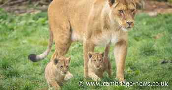 Adorable litter of lion cubs take first steps at zoo near Cambridgeshire