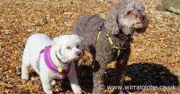 Devoted doggie duo seek forever home