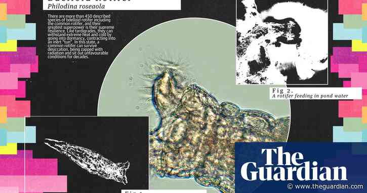 All-female and able to survive 24,000 years on ice: all hail the resilient rotifer