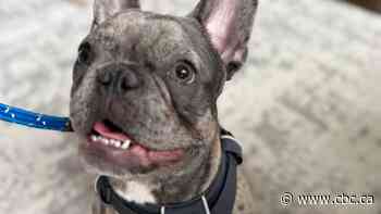 Spike in French bulldog surrenders raises alarm among animal advocates