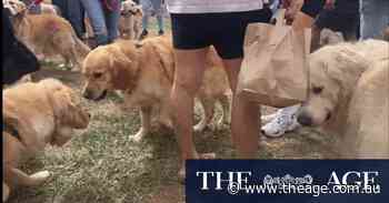 Golden rule: Dazzling day out for 1000 smiling dogs (and their devotees)