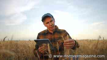 New Tech Could Help Wheat, a Global Food Source, Fight Disease Like Stem Rust