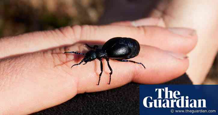 Hitching a lift: the cool life cycle of the bee-riding black oil beetle