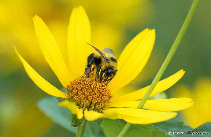 ‘Sobering statistic:’ One-fifth of pollinators in North America at extinction risk