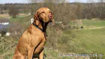 Waldkraiburger Wochenschau: Steuerhinterzieher auf vier Pfoten