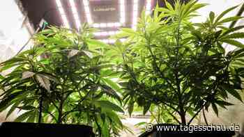 Ein Jahr Teillegalisierung: Hat das Cannabisgesetz eine Zukunft?