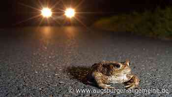 Uneinsichtige Krötensammler auf der unbeleuchteten Landstraße