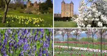 Five Instagrammable National Trust spots in Kent to see the best of spring flowers