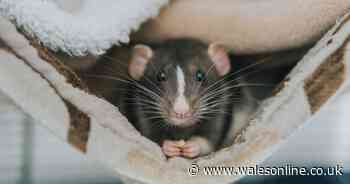 Rats could 'take over' if you have two things in your garden