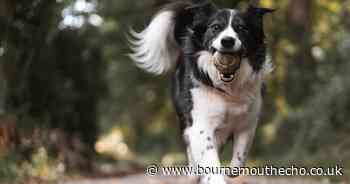 Dog behaviourist reveals when and how often you should walk your dog this spring