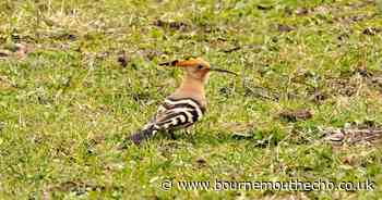 Sighting of rare bird with orange crown in Dorset causes excitement