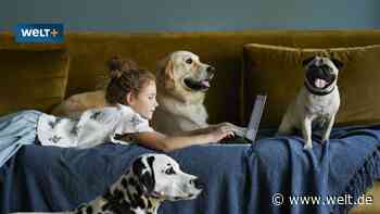 Hunde und Katzen verbieten? Was Ihr Vermieter wirklich darf und was nicht