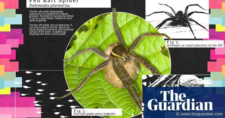 Vote for the beast that may be as ruthlessly predatory as us – the fen raft spider