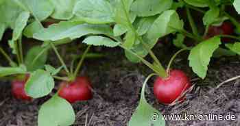 Stadtbücherei Preetz: So funktioniert die Bibliothek für Samen