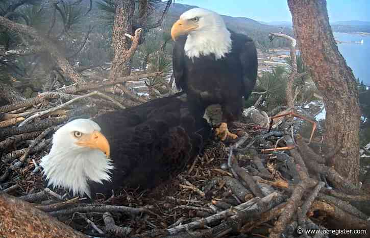 Why Big Bear bald eagles Jackie and Shadow are my romantic ideal