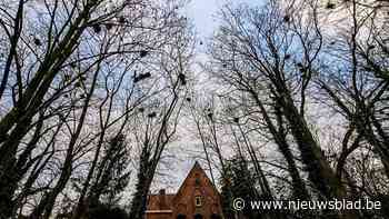 Hitchcock in Lindel? Grote roeken bezorgen inwoners veel overlast, “maar eigenlijk is het iets om trots op te zijn”