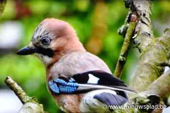 Verbod op vellen van bomen tijdens broedseizoen