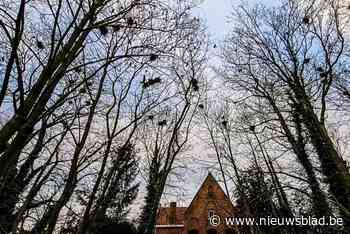 Imposante vogels bezorgen inwoners van dit dorp veel overlast, “maar eigenlijk is het iets om trots op te zijn”