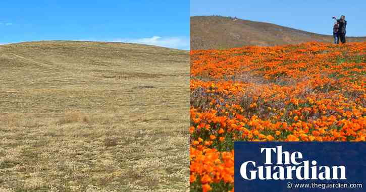 Bloom or bust? Superbloom spectacle eludes California after dry winter