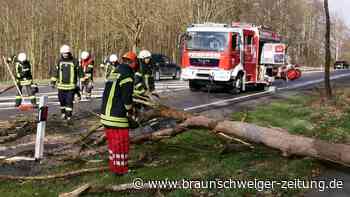 Sturmböen: Baum stürzt in Wolfenbüttel auf Kreisstraße